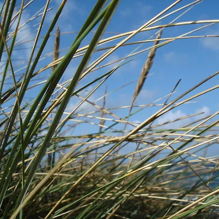 Duenenblick Strandkieker *